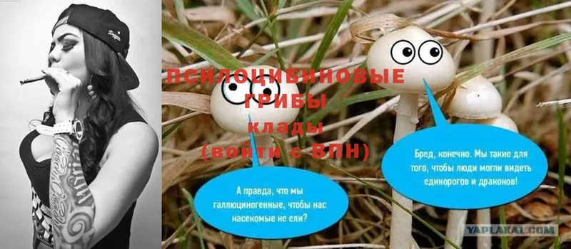 omg маркетплейс  Пенза  Псилоцибиновые грибы Psilocybine cubensis 